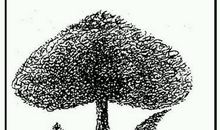 初三状物作文：两棵小树_800字