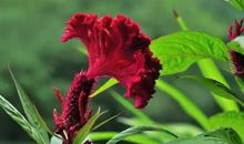 初三状物作文：鸡冠花_750字