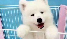 初三状物作文：家有“手机狗”_750字