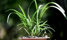 没有泥土的兰花_1000字