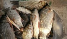 不打自招的鱼_750字