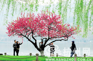 花红色柳树城市_1000字