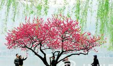 花红柳绿润城市_1000字