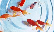 我家的小金鱼_750字