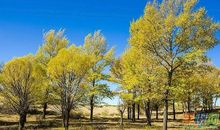 心中的白杨树_500字