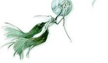 那一抹淡淡的清香_700字