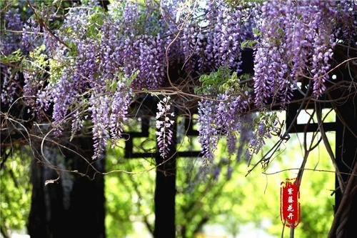 春时尚花零_1200字