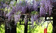 暮春时节花飘零_1200字