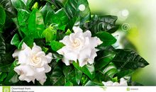 关于茉莉花的作文：茉莉花_350字