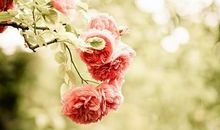 在清浅的时光里，与简静相依_1000字