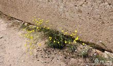 第二十一章-瓜分伯罗奔尼撒