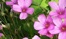 有一次酸溜溜_750字