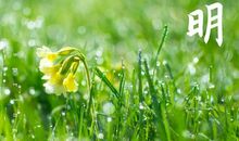 落花飞絮清明节_1000字