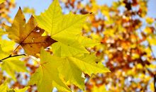 看到雨，感到秋_250字