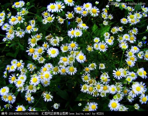 野生菊花_800字