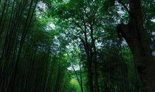 [清明节]雨后竹林_700字