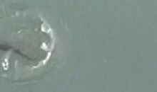 一朵美丽的浪花_750字