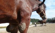 一马当先――先见之明――明目张胆――胆大如鼠……