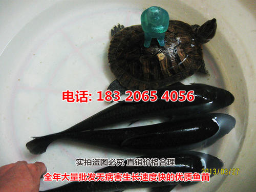 小“捆绑”幼苗帮助_450字