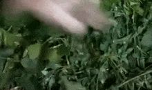 我和小狗跳跳_450字