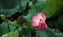 台风“莫拉克”（1）_550字