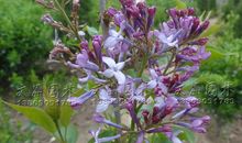 紫丁香的芳香四溢_550字