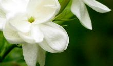 关于茉莉花的作文：茉莉花_250字