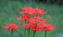 一朵让人难忘的花_1200字