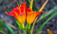 写人叙事，不妨“三心二意”