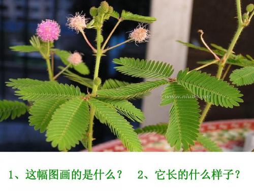 Mimosa  -  750字
