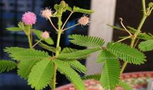 撑不住的含羞草_750字