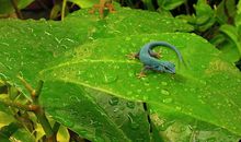 [暑期大PK]与自然对话_700字