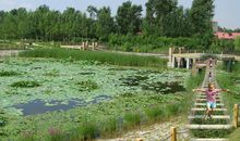 暑假游记——我的荷花湖一游_250字