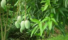 “受伤”的芒果树_400字