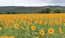 《向日葵和石头》读后感_750字