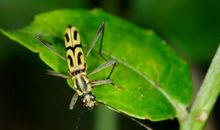 我心爱的小天牛_450字