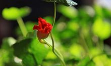 昆虫审判会_800字