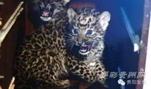 迎接六一动物节_550字