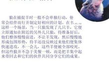 读《狼图腾》有感_150字