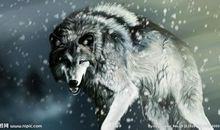 伤——读《狼图腾》_300字