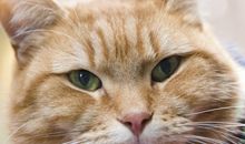 一只流浪的猫_150字