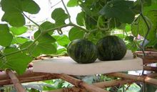 在公共汽车上的一幕_1200字