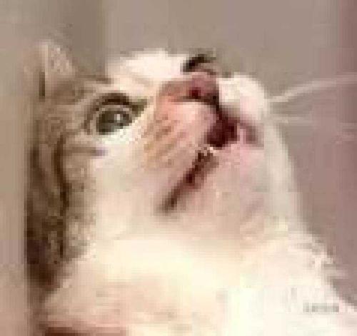 仍然喜欢猫_750字