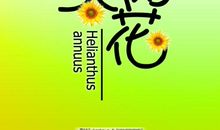 与生命奋战---读《不理会太阳的向日葵》有感_900字