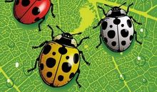 昆虫审判会_500字