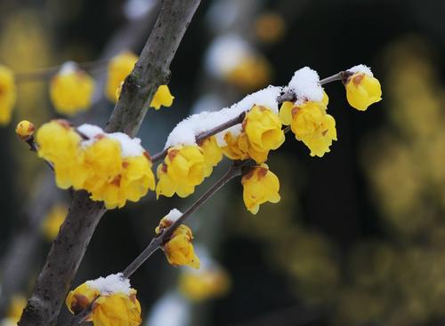 雪和回忆_700字