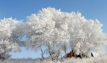 关于雪的作文：飘雪的日子_1000字