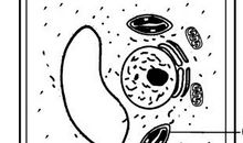 谈分工合作_800字