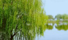 年轻的柳树_300字