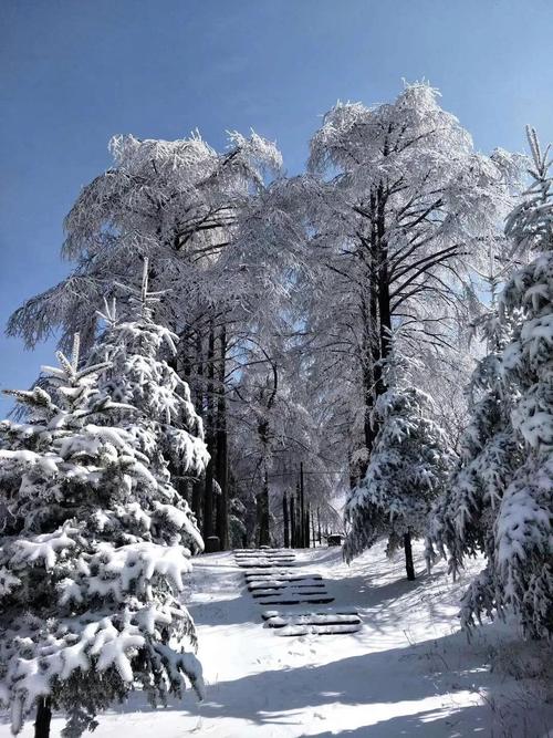 宁波雪_800字